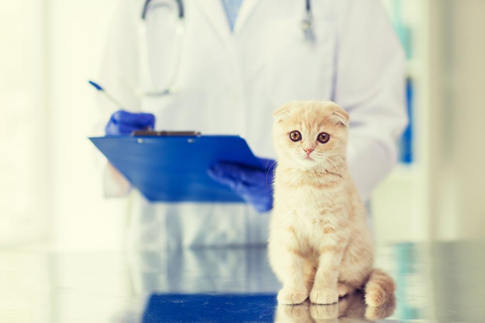 The best prescription-free pet meds
