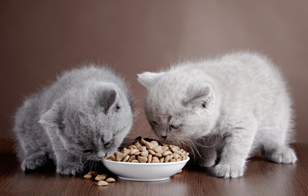 Healthy Tips for Cat Food and Treats