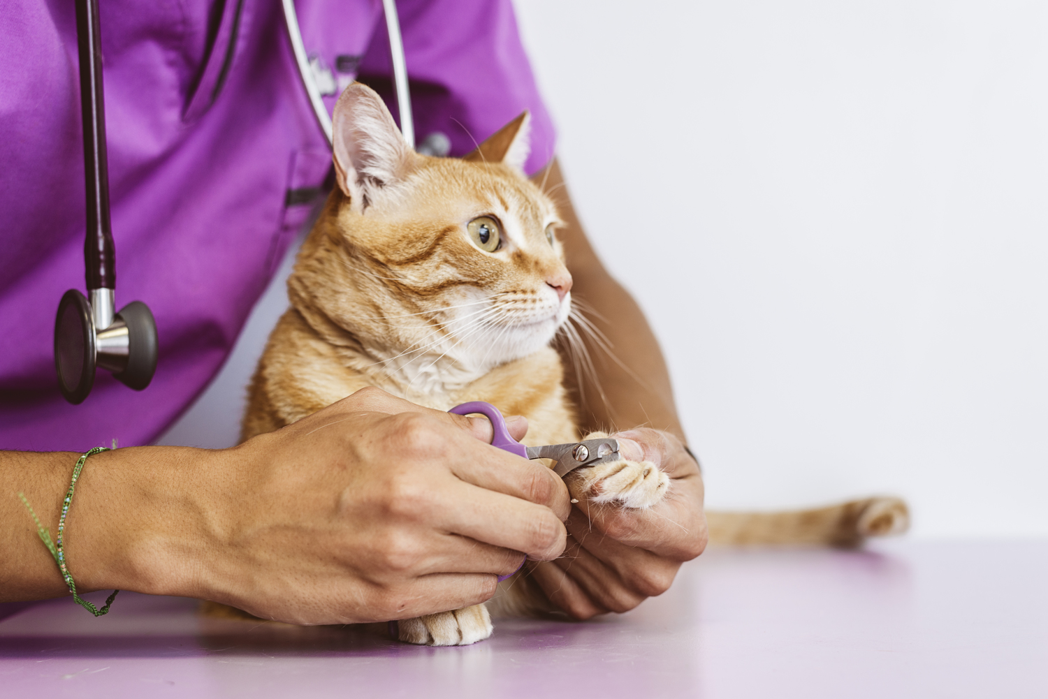 Managing Diabetes in Cats
