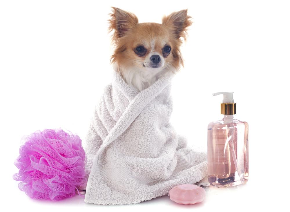 Natural Flea Management in Pets