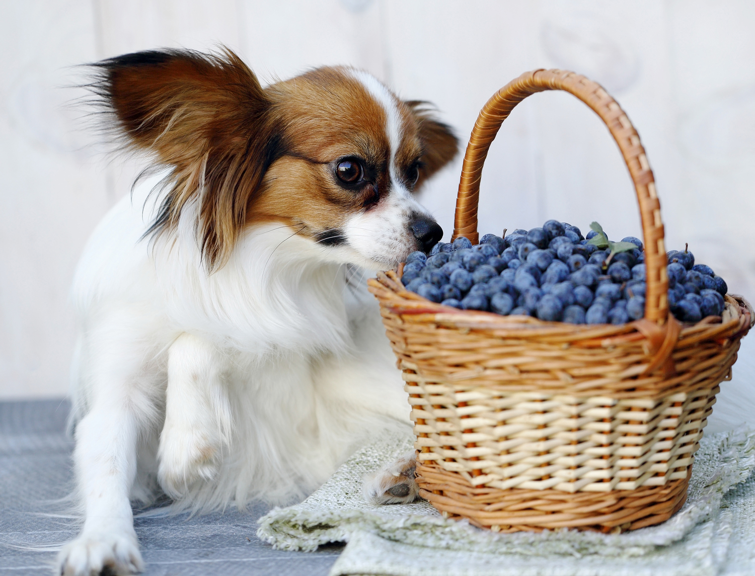 Tips for Feeding Allergic Dogs