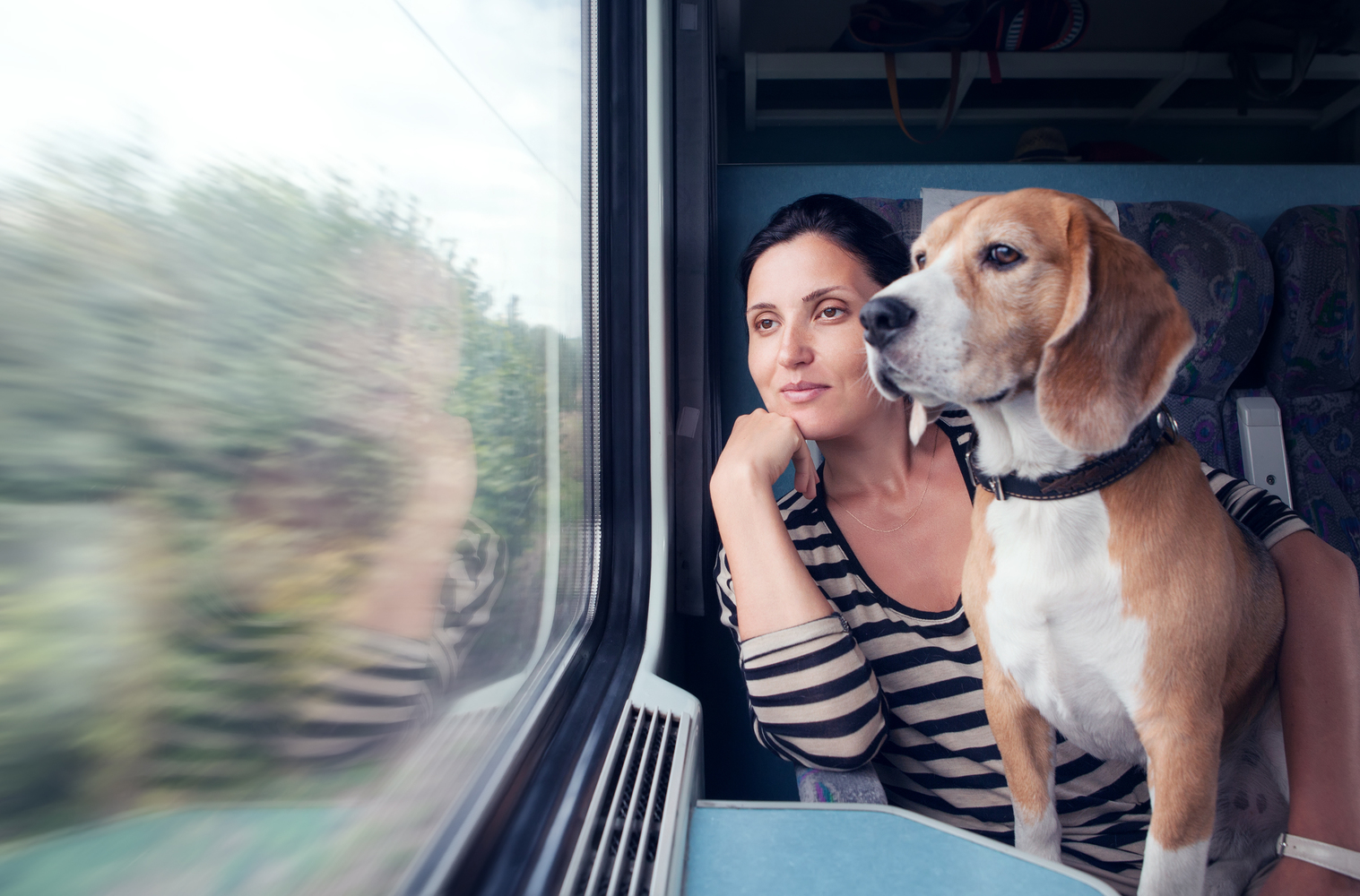 Pet Friendly Travel Tips